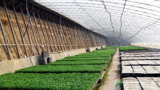 湖州温室大棚搭建，现代农业生产的新篇章