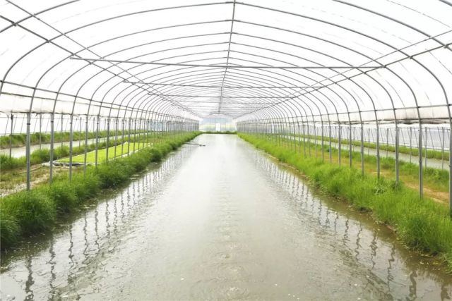 水产养虾大棚，现代水产养殖的新趋势