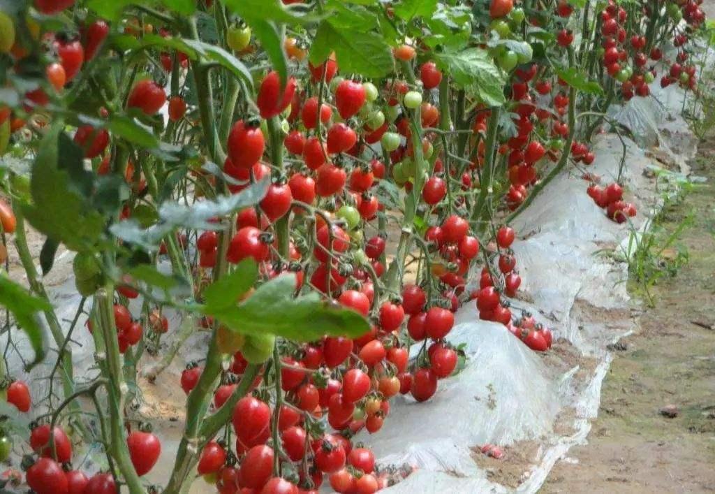 大棚养殖龙虾的产量及其影响因素分析
