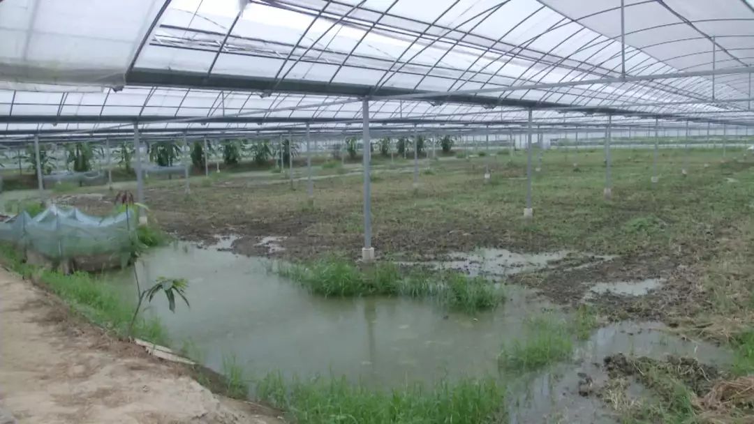 潜江大棚养殖小龙虾，探索新型养殖模式