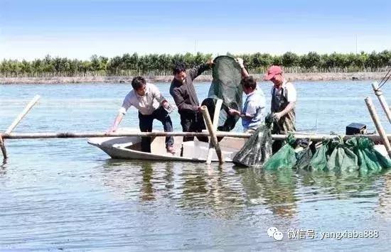 南美白对虾无骨架大棚养殖技术探究