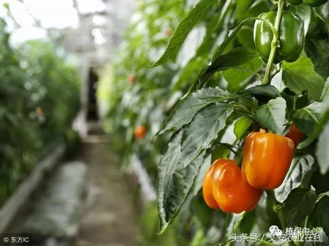 山东大棚养殖技术，探索与实践