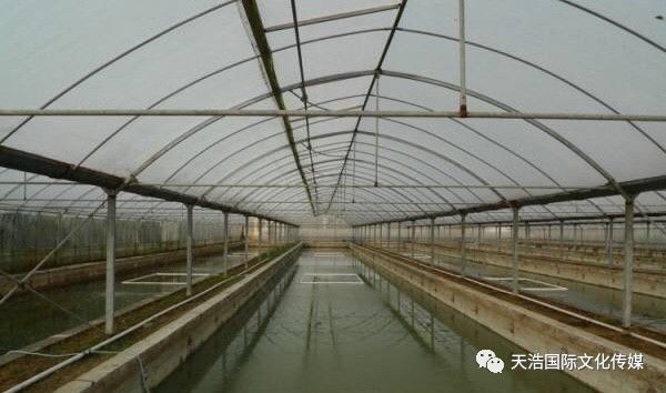 大棚工厂化水产养植，现代水产养殖的新趋势