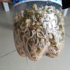 饮料瓶生豆芽，环保与美食的创新结合