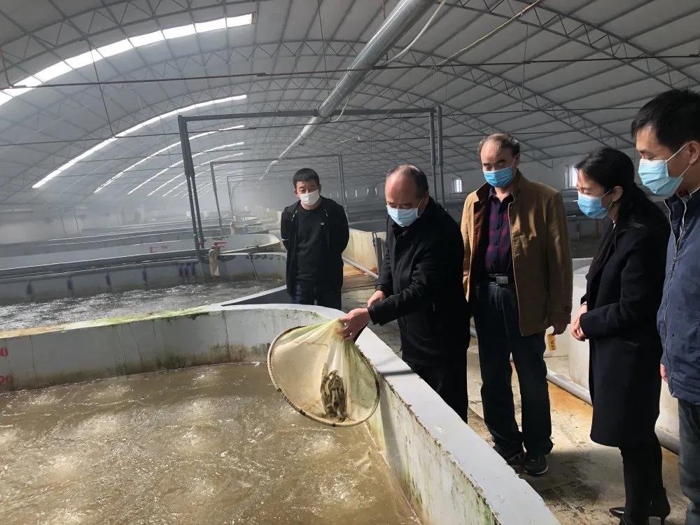 大棚养南美对虾的风险分析与管理策略