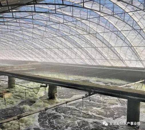 大棚养南美虾技术视频，现代养殖业的科技新篇章