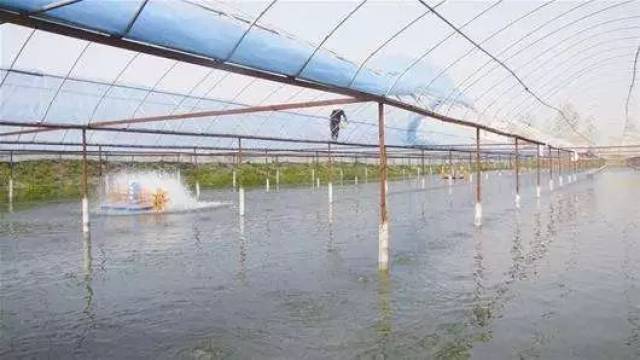 工业化大棚养白对虾，现代养殖技术的探索与实践