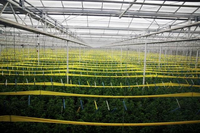 寿光大棚养虾技术揭秘，观看养虾视频引发的思考