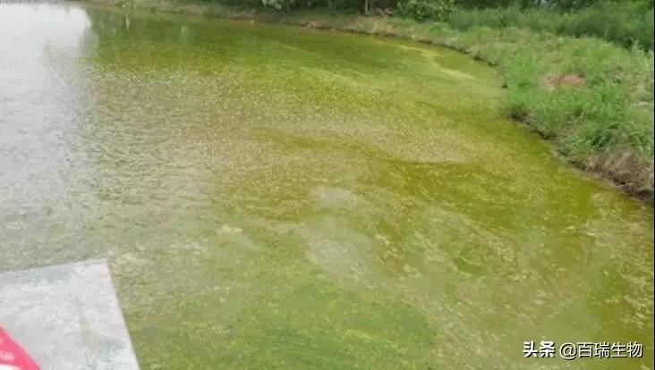 大棚虾池中的死藻与油漠，挑战与应对策略
