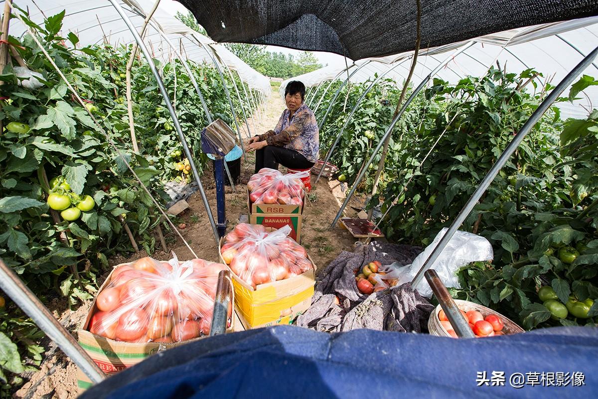 水产养殖大棚成本分析