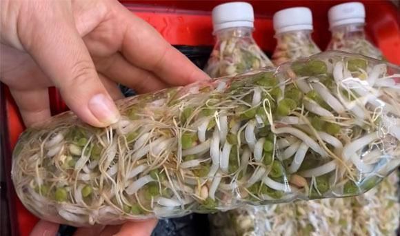 用饮料瓶生豆芽，环保与美食的完美结合
