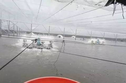 对虾大棚养殖后期死藻问题解析