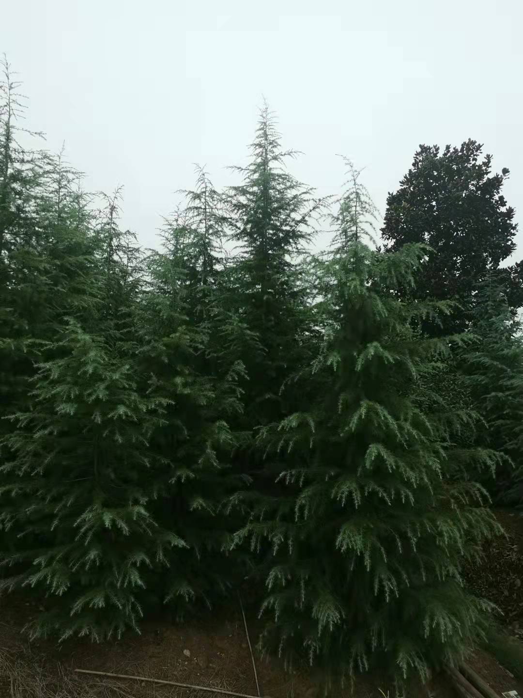 南京雪松品种，城市中的绿色瑰宝