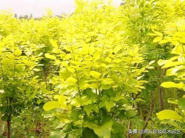 彩叶树品种繁多，各具特色，但关于彩叶树哪个品种好吃的讨论，我们首先需要明确一点，彩叶树并非食用植物，因此无法直接评估其口感和食用价值。然而，若是以观赏植物的角度去理解这个问题，那么不同品种的彩叶树在观赏价值、生长环境、维护管理等方面各有千秋。接下来，我将为你介绍几种常见的彩叶树品种及其特点，以便你对它们有更深入的了解。