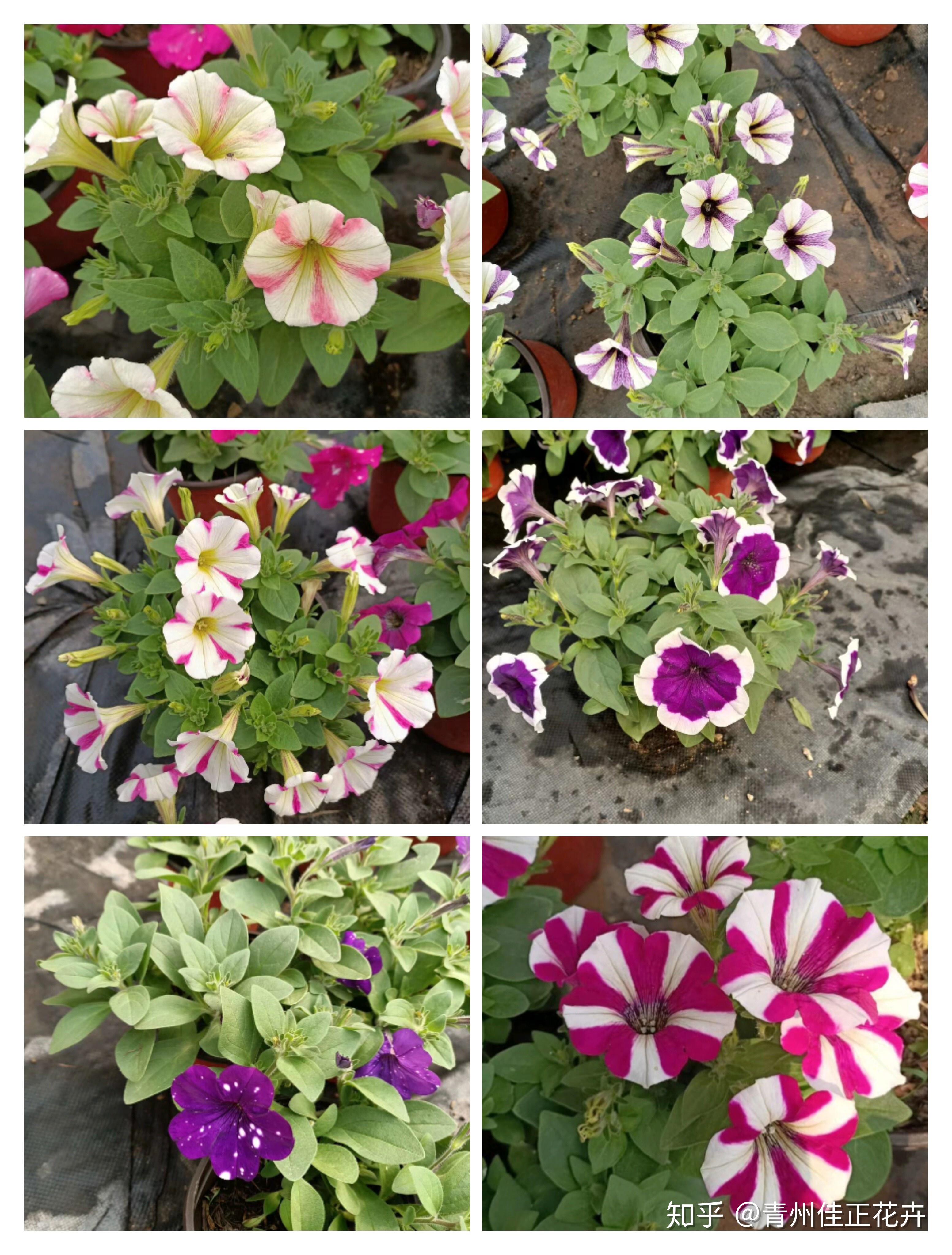 绿化常用草花品种介绍