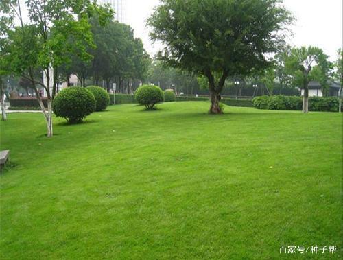 绿化草坪种植品种选择的重要性及其优化策略