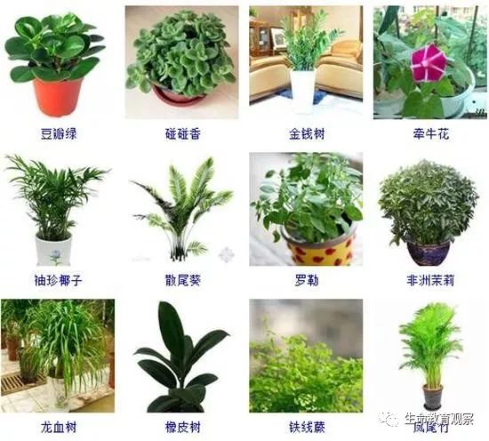 户外园林植物品种及其重要性