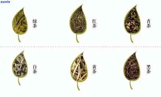 越南茶叶品种，丰富多样与独特风味