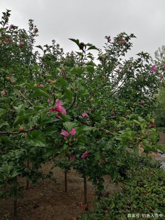 木槿花树的品种多样性