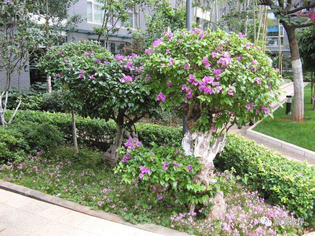 丛生花灌木的品种及其特点