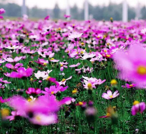 2016年花木节新品种，探索未来园林的璀璨明珠