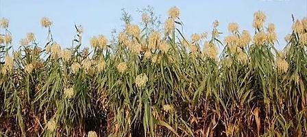 芦苇品种多样性研究，品种数量及其特点
