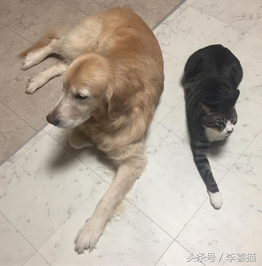 猫和老鼠表情包，命运之交织