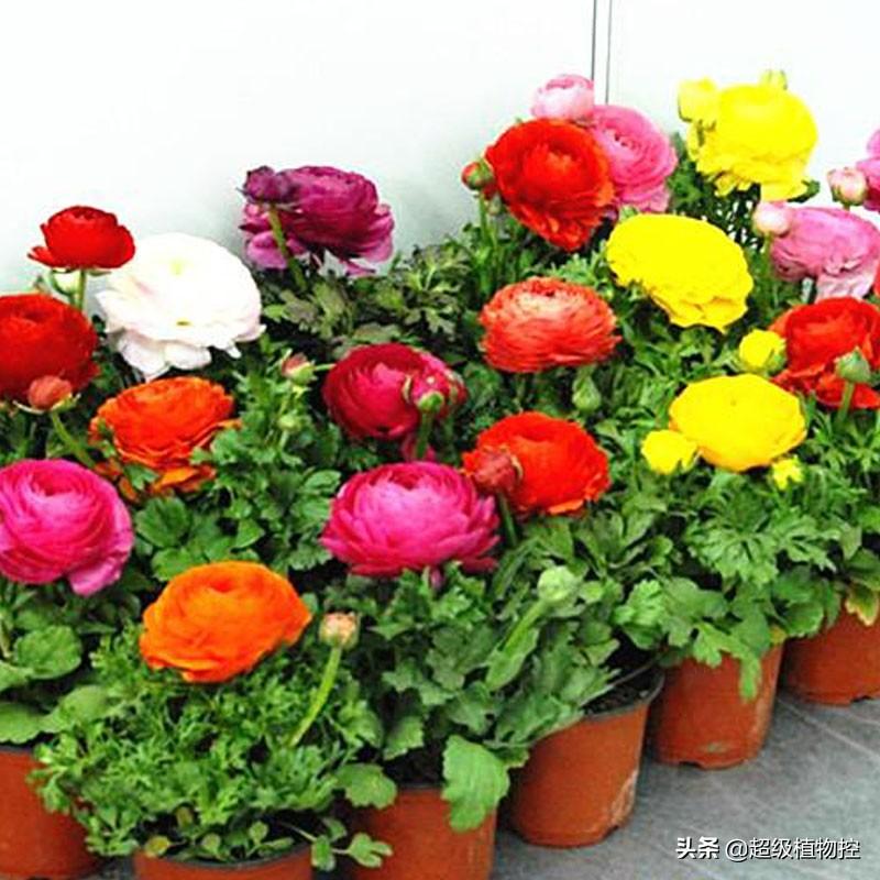中式园林常用草花品种