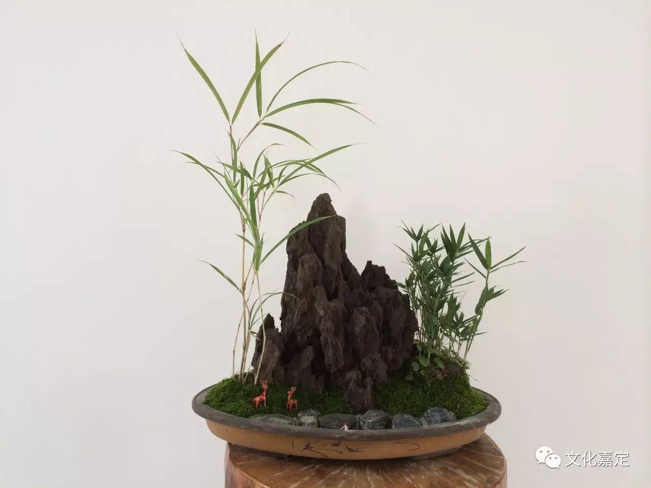 常用竹品种及其特点