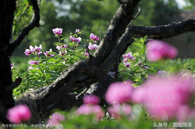 中国花木有多少品种，丰富多样的植物世界