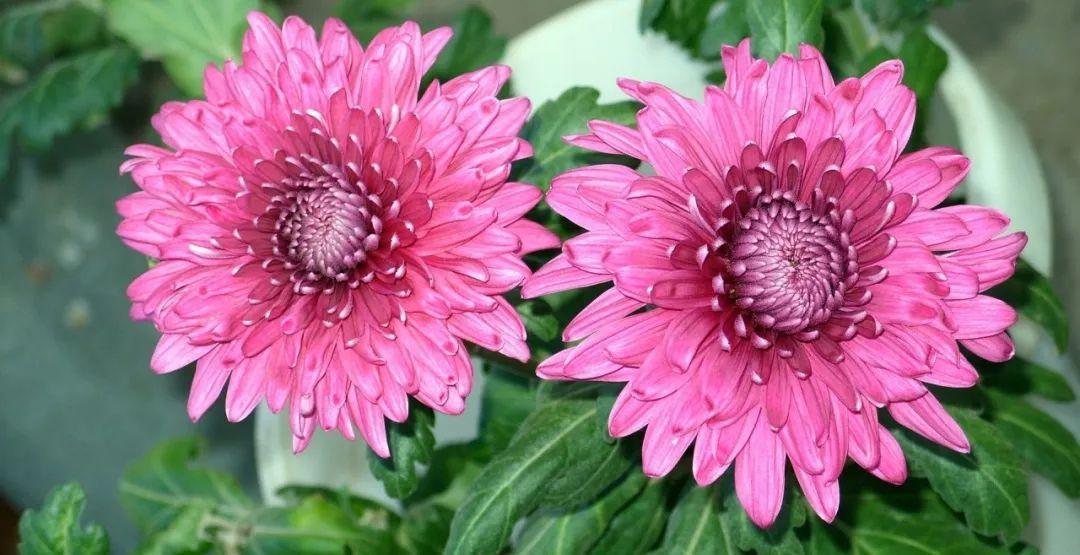 国际登录品种菊花（Chrysanthemum）的多样性与独特魅力