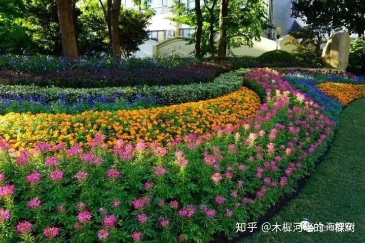 北方花境品种，绽放的多样性与独特魅力