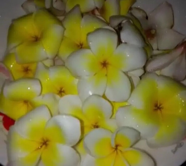 鸡蛋花的烹饪方法与美味探索