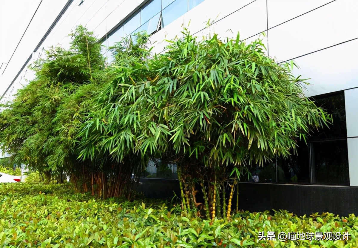 竹子的品种与造景应用