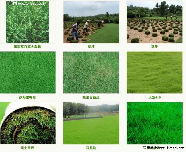 暖地型草坪品种解析