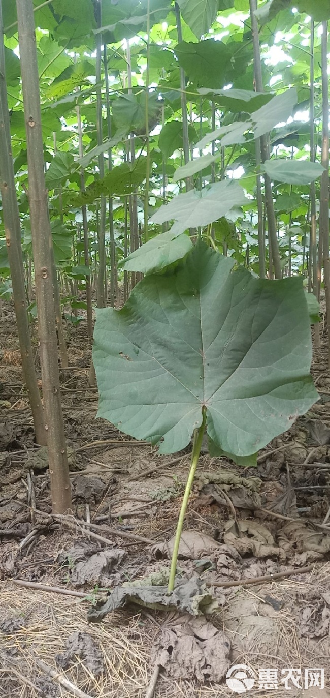 桐木苗木品种探析