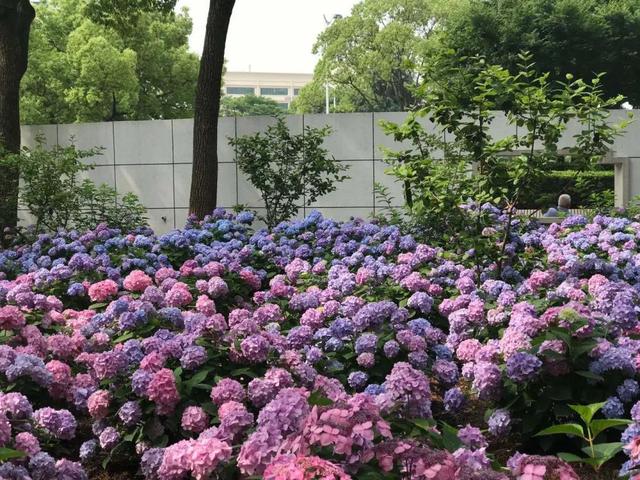 探索花品种网站，花卉世界的数字化指南