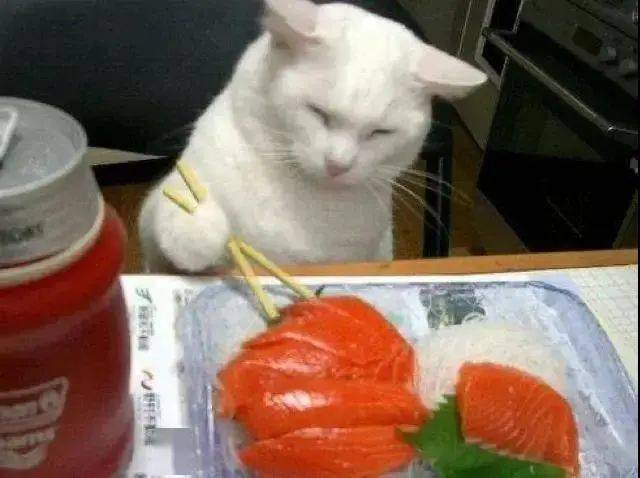猫die表情包，网络时代的萌宠新宠