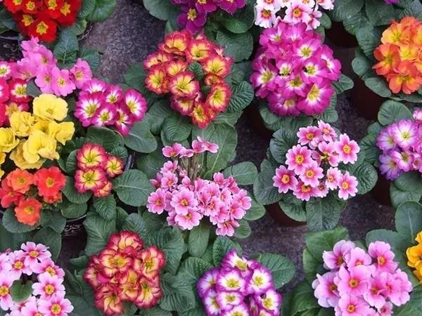 新品种草花引进的风险分析与管理策略