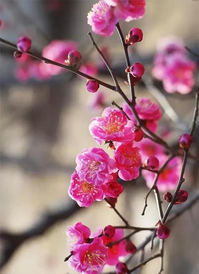 梅花，名贵的品种