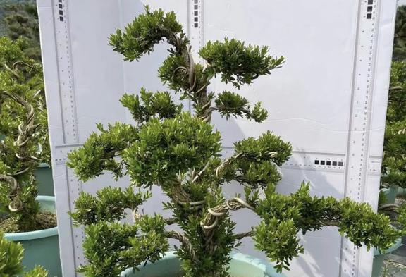 黄杨品种叶片大小研究，形态特征与生态适应性分析