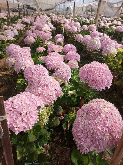 花卉组合品种的魅力与选择