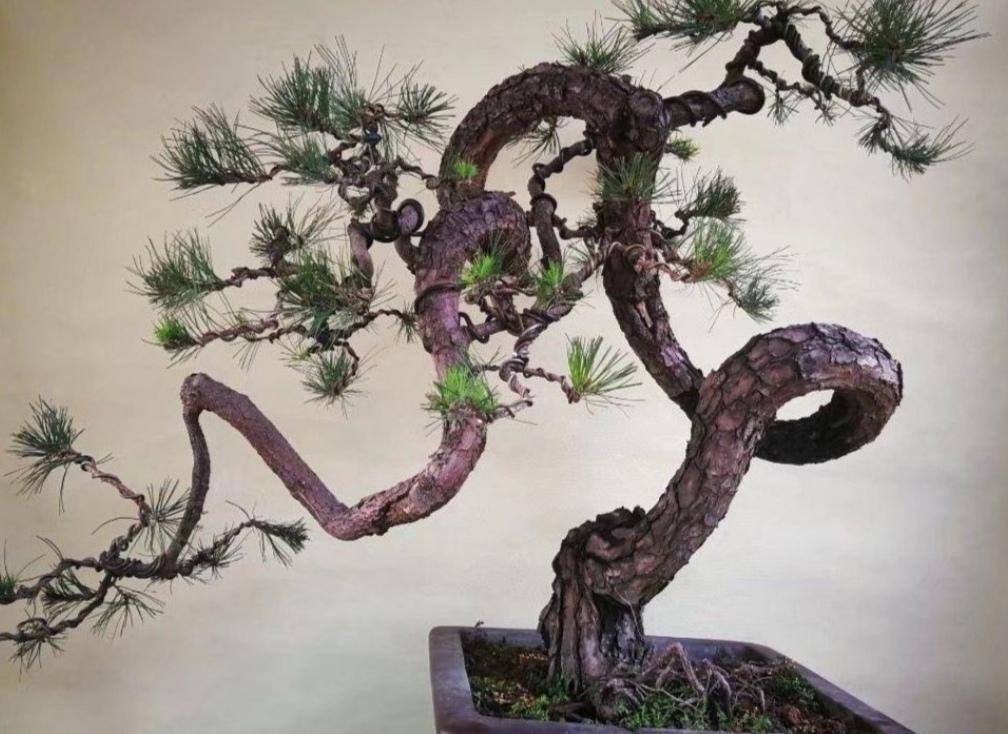 黑松的品种繁多，各具特色