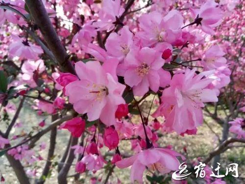 宿迁的海棠品种解析