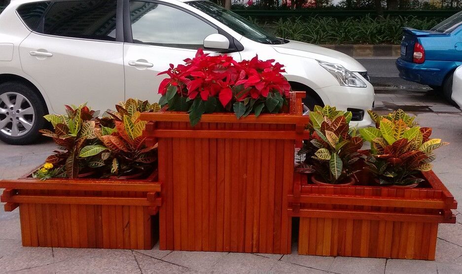 花池常用花卉品种及其特点