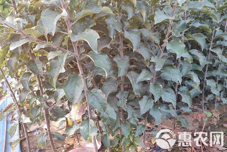 宁陵黑钻苹果苗品种介绍