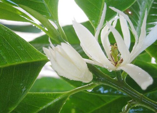 玉兰树嫁接其他品种，技术、优势与应用