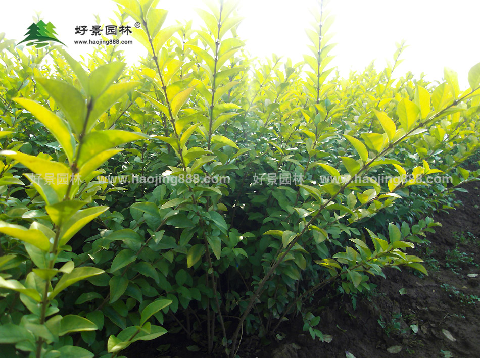 金叶女贞的品种及其特点