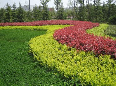 绿化色块品种及其魅力展现——多彩图片解析