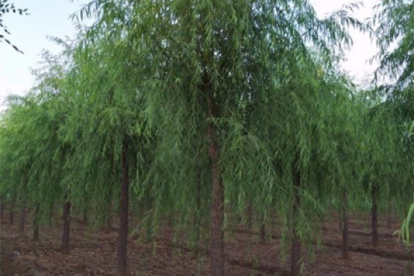 河北青皮垂柳品种，自然之美与艺术之韵的完美结合